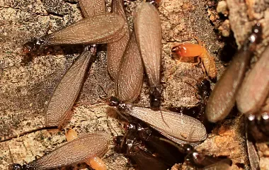 Subterranean Termites in a home in Washington DC