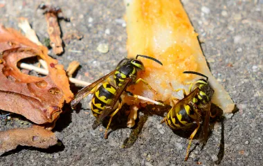 Miche Pest Control sprays for yellowjackets in Washington DC, Maryland & Northern Virginia