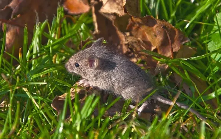a mouse in a yard in Fairfax VA