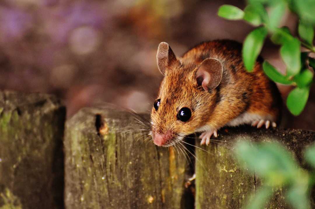Miche Pest Control gets rid of mice from homes in DC, Maryland & Northern Virginia Miche Pest Control gets rid of mice from homes in DC, Maryland & Northern Virginia
