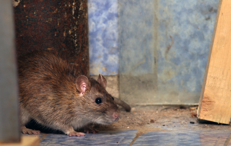 Norway rat inside a home in Washington DC Norway rat inside a home in Washington DC