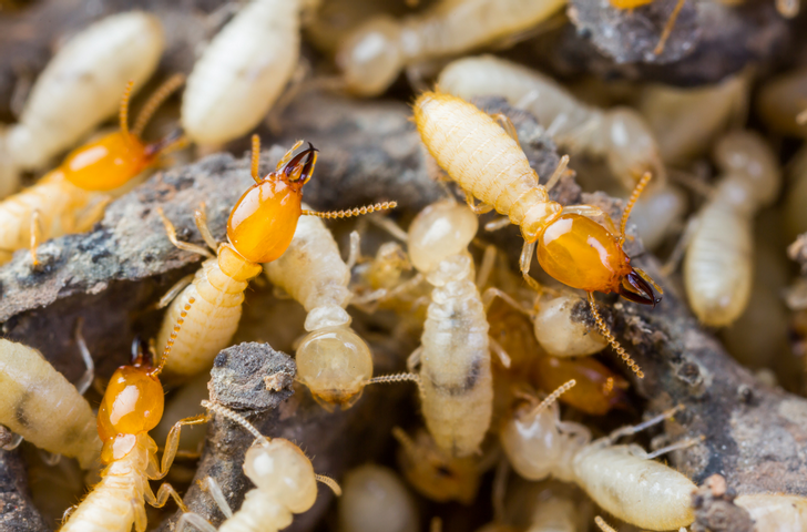 Subterranean termite soldiers and workers Subterranean Termites are light colored. Pictured are termite workers and termite soldiers.