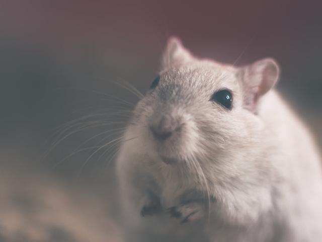 Miche Pest Control provides pest and rodent control services for property management companies in DC, MD & VA rodent in a rental home