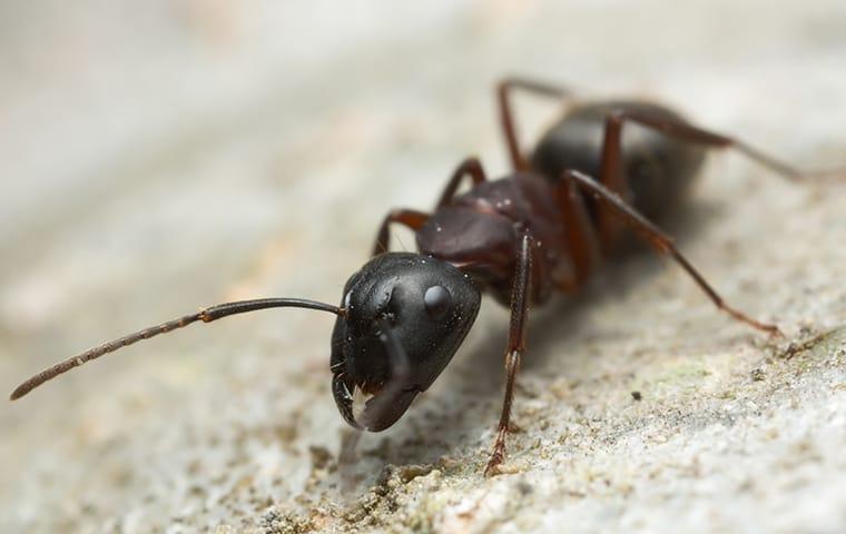 Protect Your Fairfax VA Home From Carpenter Ants a carpenter ant crawling on the ground outside a home in fairfax virginia