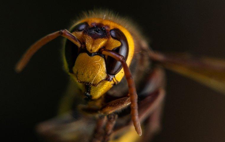 hornet's face