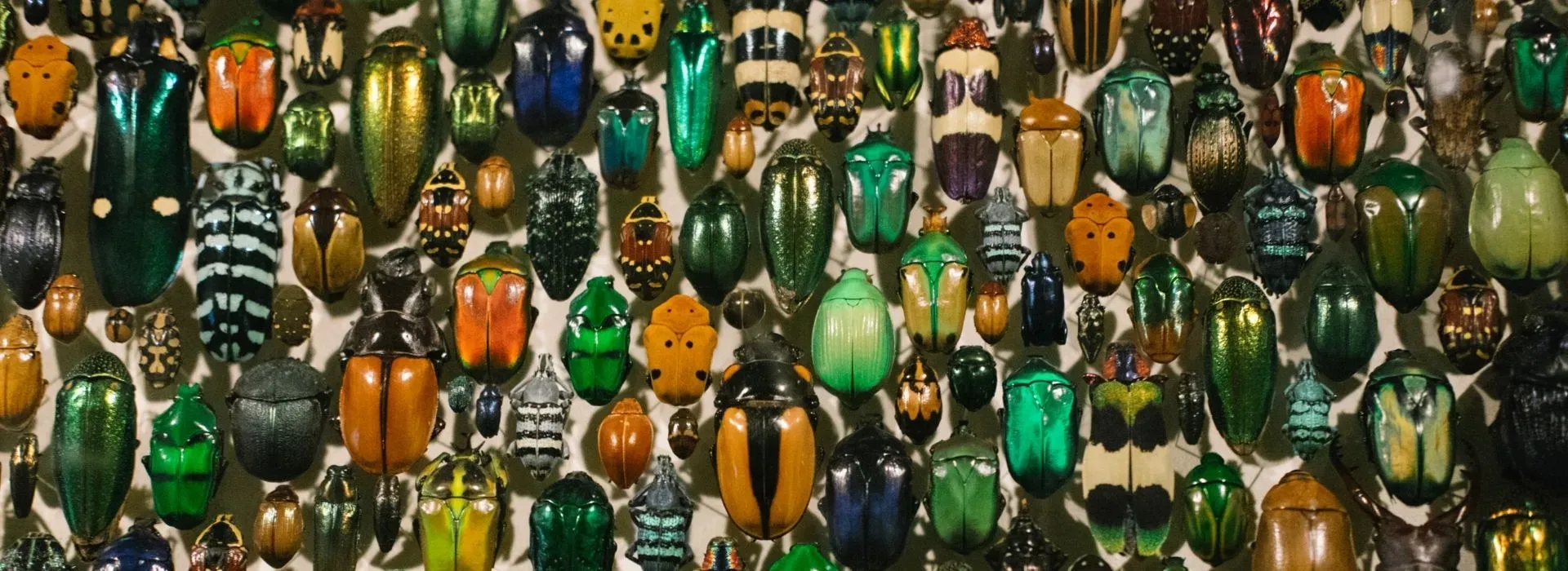 a collection of bugs in Fairfax Virginia