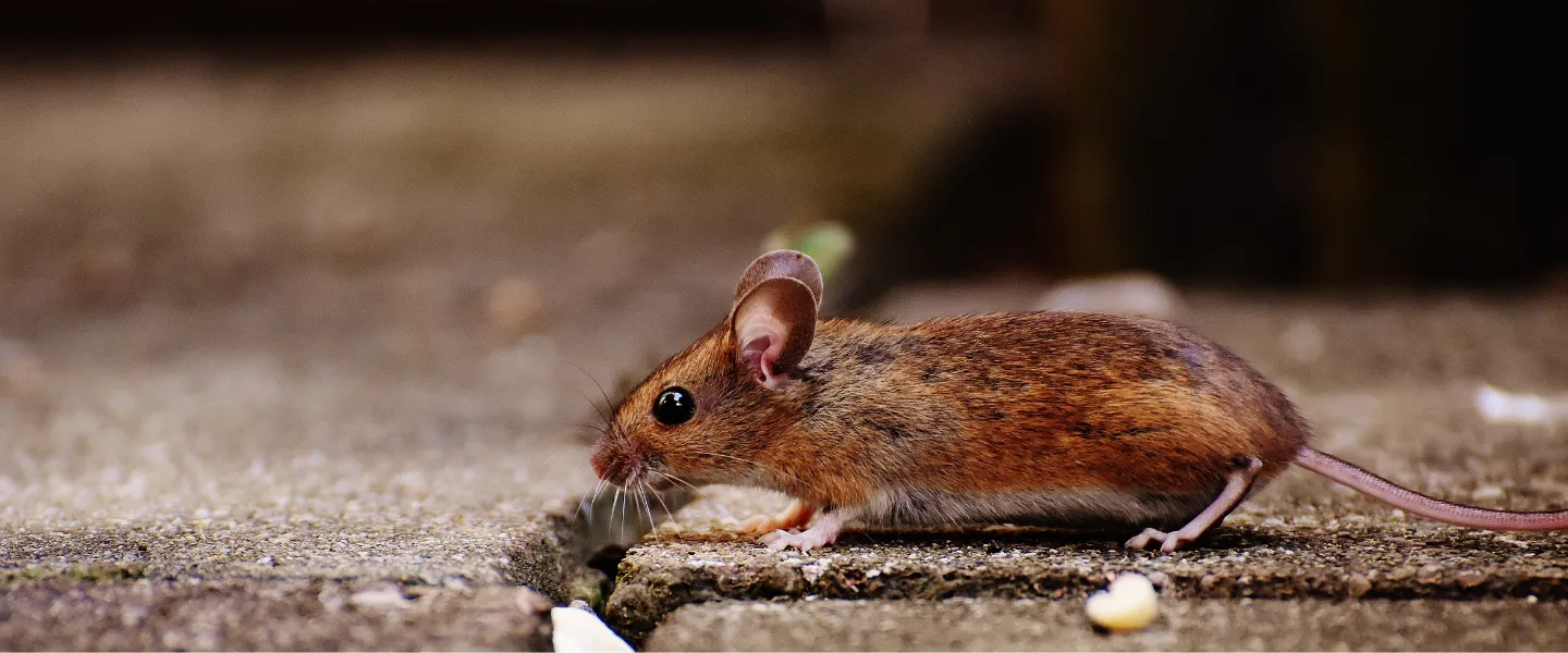 Miche Pest Control provides rodent services for mice, rats, and voles in DC, MD & VA