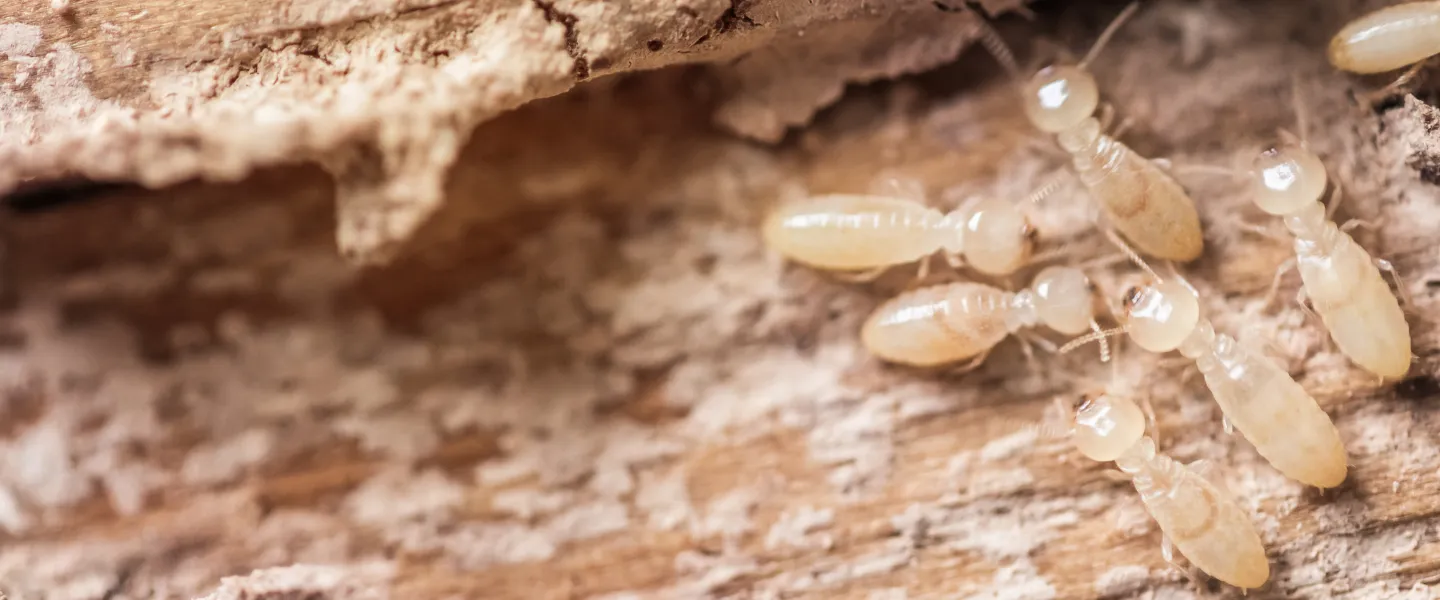 Miche Pest Control provides termite control services in Washington DC, Maryland & Northern Virginia