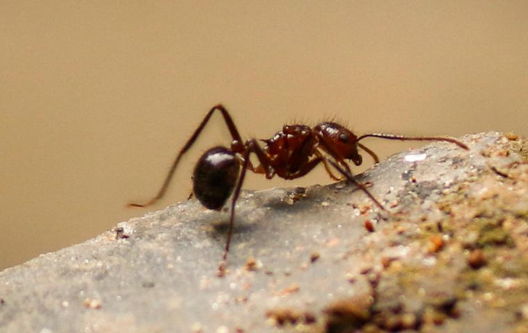 pest control in northern virginia, maryland and washington dc pest control in northern virginia, maryland and washington dc