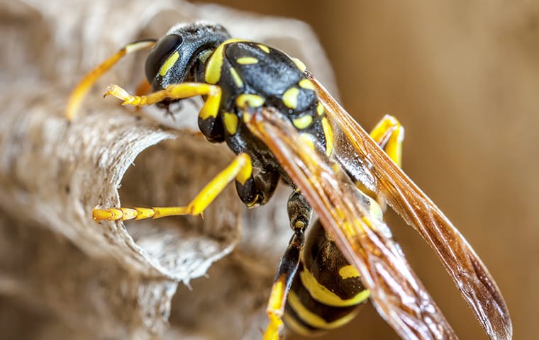 A review of eisleys essay the brown wasps 06 image