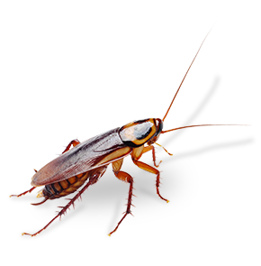 cockroach isolated