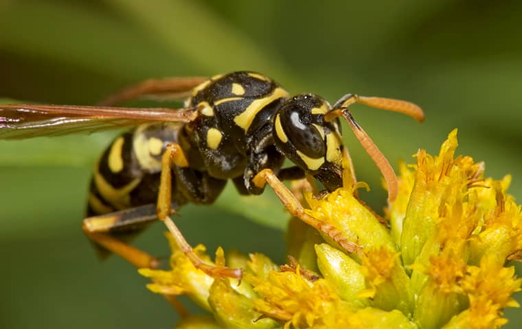 a yellow jacket wasp perching on a flower in a garden in fairfax virginia