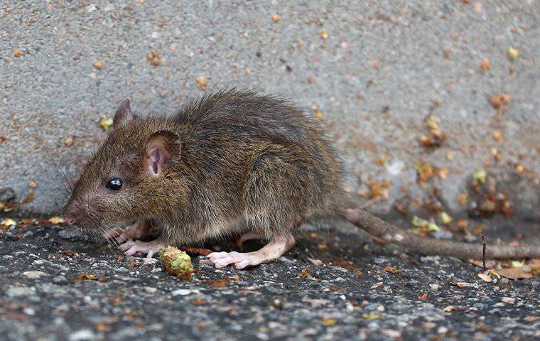 a baby rat outdoors