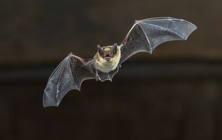 a bat flying above a yard at night