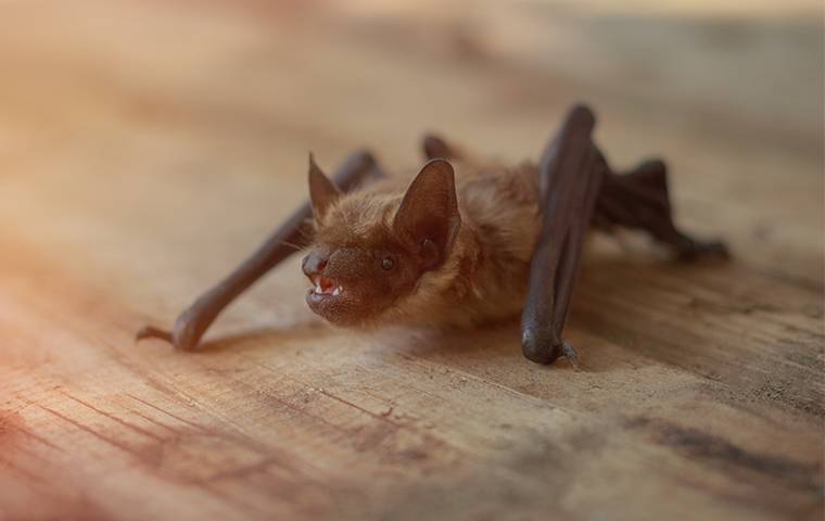 a bat on a dining room table