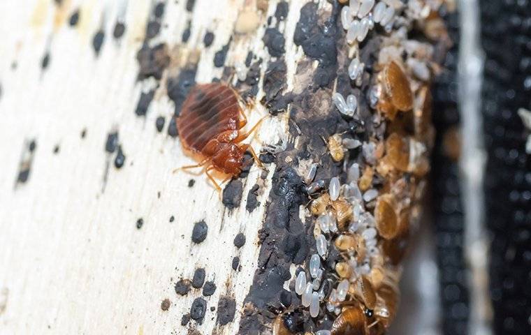 a bed bug infestation on a piece of furniture