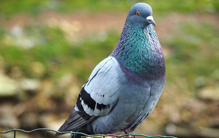 a pigeon outdoors