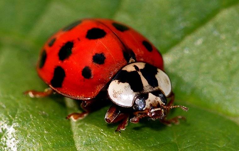 asian lady beetle on a plant inside house