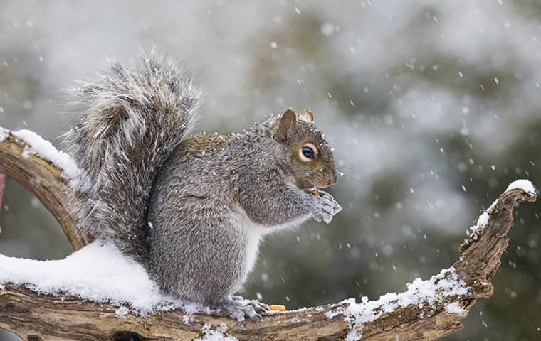 squirrel out on branch in snow