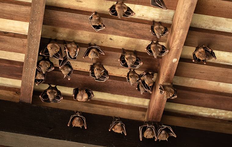 bats hanging in attic
