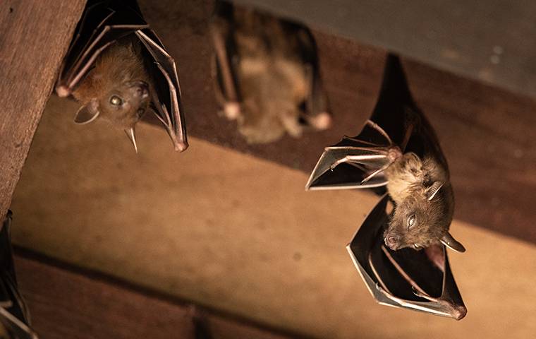 bats in attack