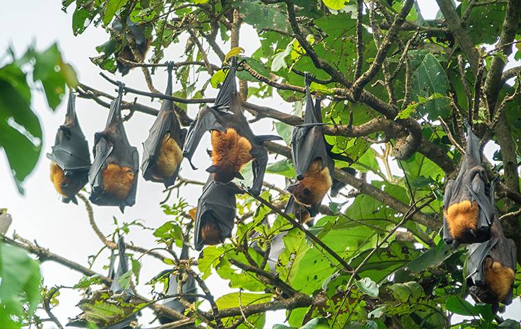 bats hanging in a tree