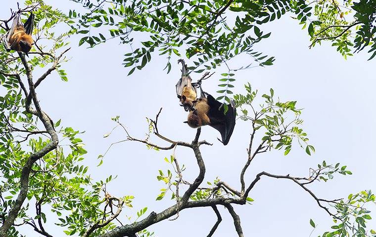 bats in tree