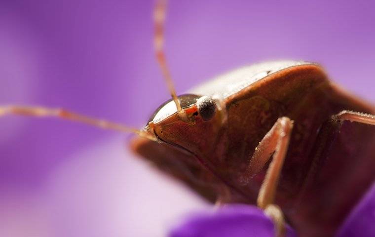 bed bug up close on purple sheets