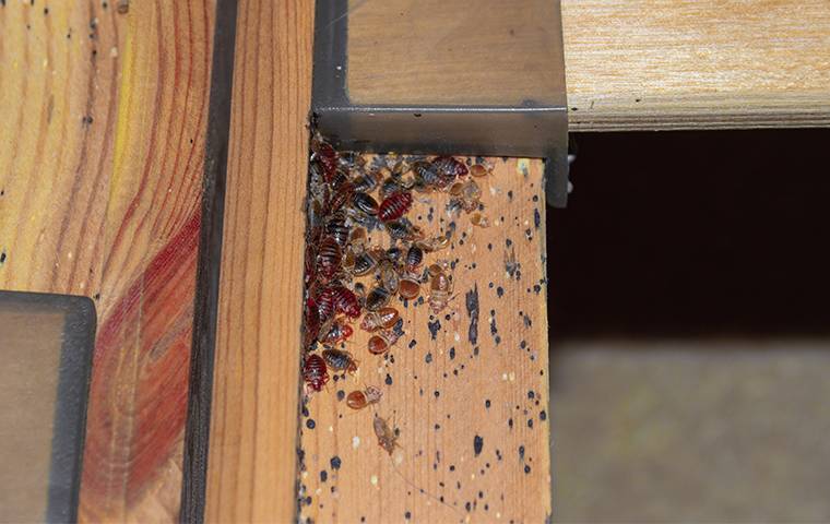 bed bugs infesting a wooden bed frame
