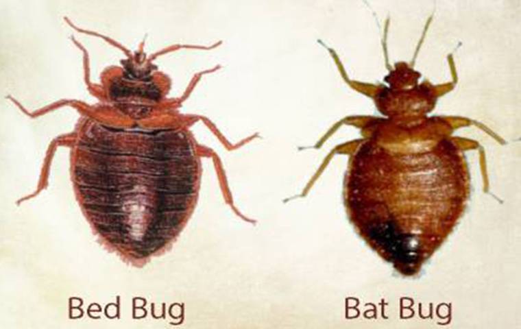 bat bugs vs bed bugs