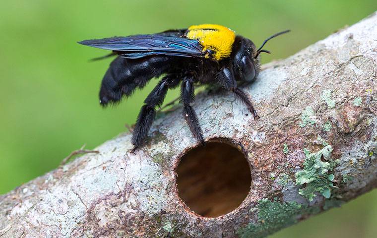 carpenter bee on a hollow branch