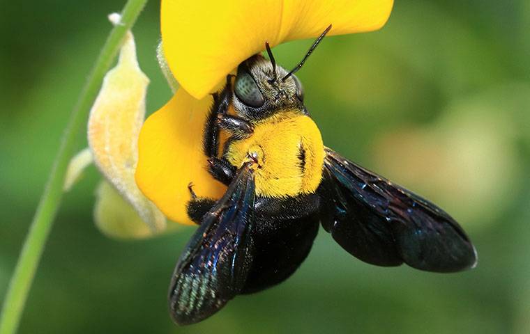 carpenter bee on a yellow flower