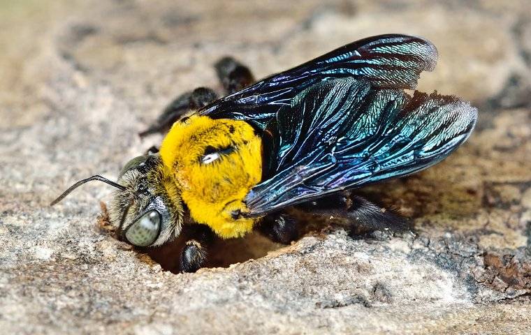 a carpenter bee burrowing a nest in wood