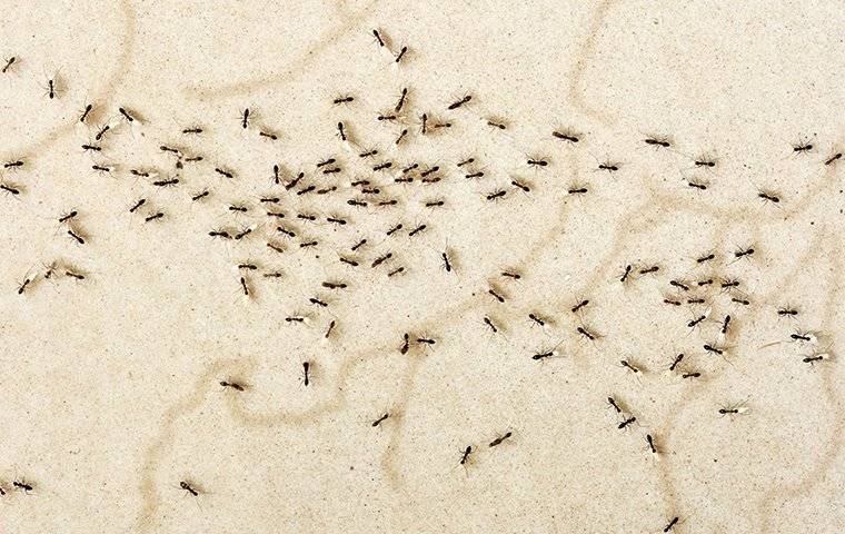an infestation of crazy ants