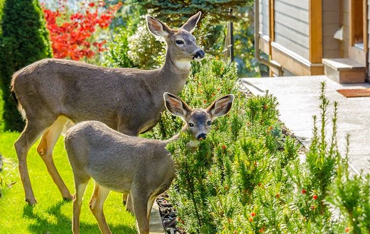 deer in front yard in spring