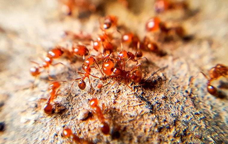 fire ants in an anthill
