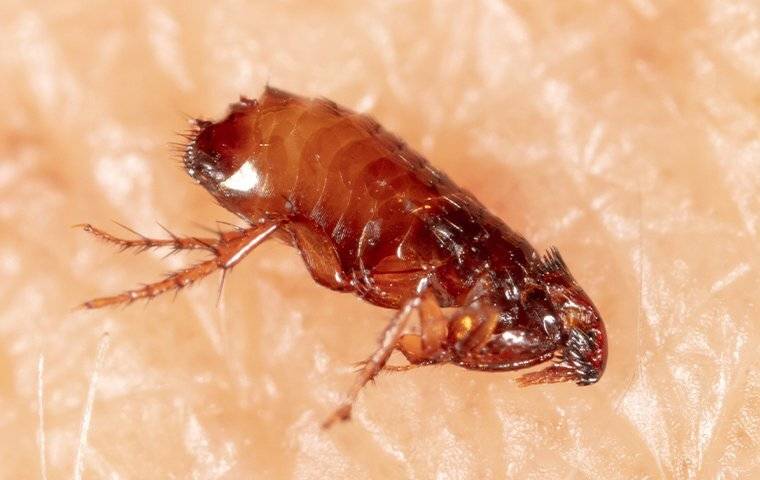 flea on the skin jumping