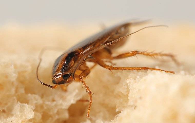 a german cockroach crawling on a piece of bread