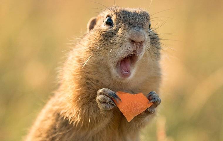 ground squirrel eating a carrot