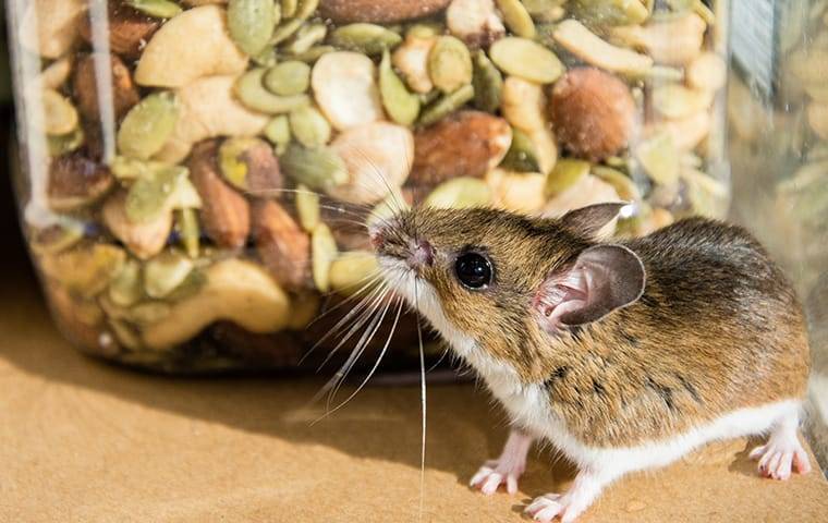 house mouse attempting to eat in a pantry