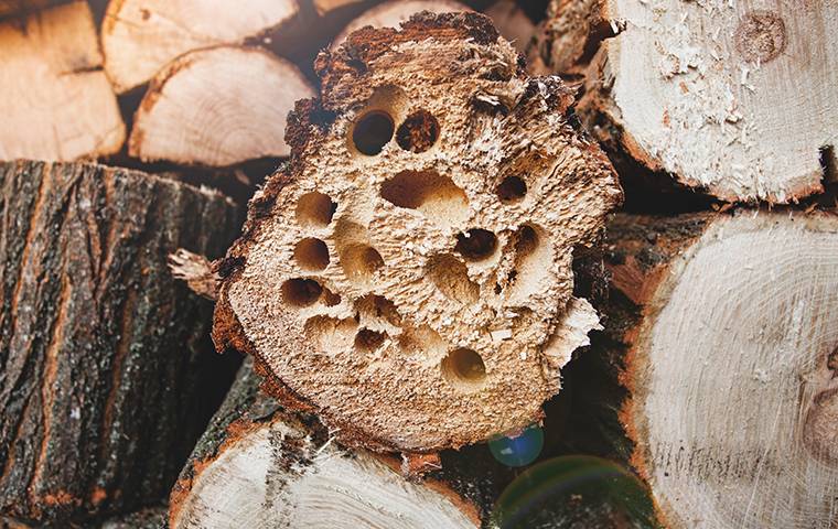 insects inside stack of firewood