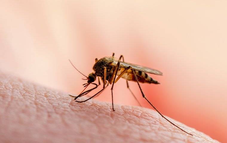 a mosquito biting a humans finger