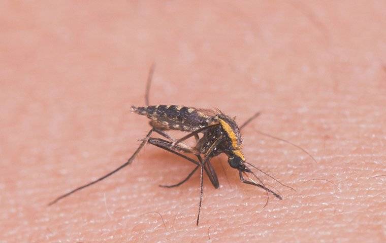 mosquitoes spreading disease on skin