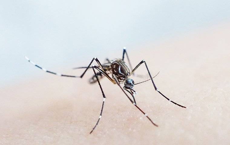 an up close image of a mosquito that landed on a human arm
