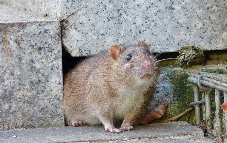 rat crawling near home foundation