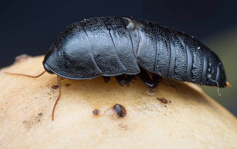 oriental cockroach on a potato