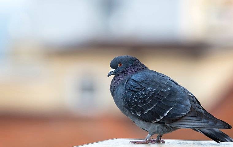a pigeon perched on a building
