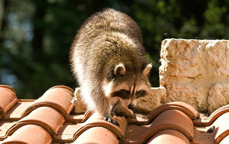 raccoon crawling on roof tiles