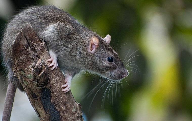 rat on branch outside home