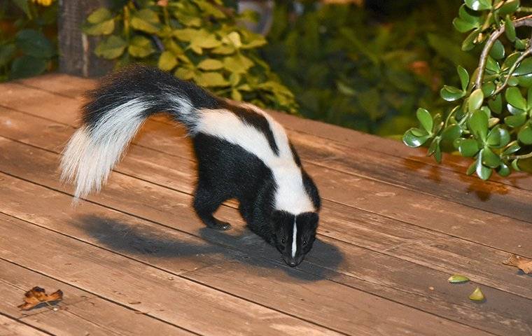 skunk walking on home patio